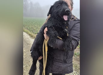 Pajdo ein fröhlicher Hundebub