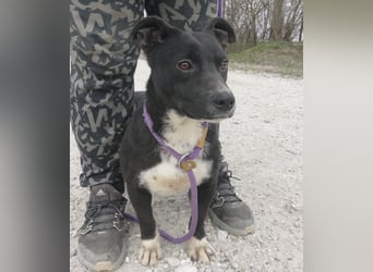 Amelie eine kleine freundliche Hündin