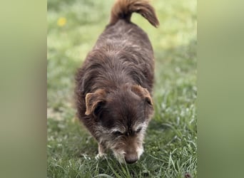 Labubu - sucht seinen Seelen-Mensch