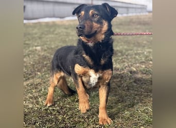 Ivo ein tapferer kleiner Kerl