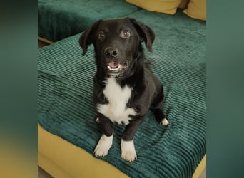 Lola ein Traumhaftes Wesen