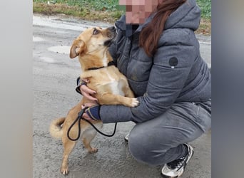 Gilbert ein kleiner freundlicher