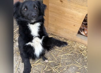 Kiera eine liebevolle winzige Hündin