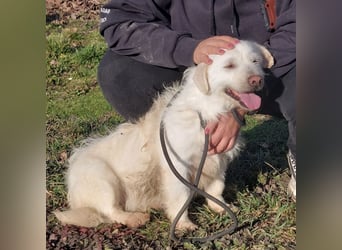 Furby ein kleiner weißer Engel