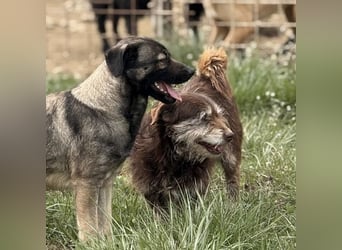 Labubu - sucht seinen Seelen-Mensch