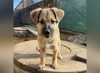 Tin run kleiner freundlicher Zwerg