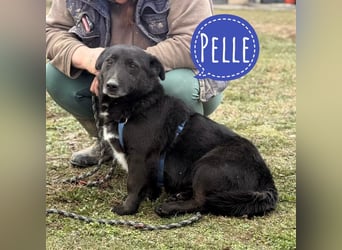 Pelle ein super lieber Hundebub