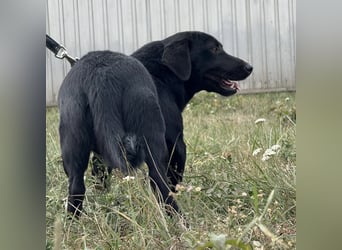 Brut ein kleiner Traumhund Brut ein kleiner Traumhund