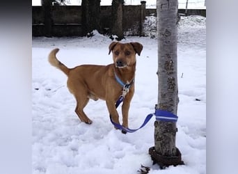 Moon ein super freundlicher Hundebub