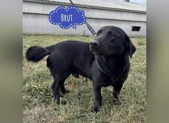 Brut ein kleiner Traumhund Brut ein kleiner Traumhund