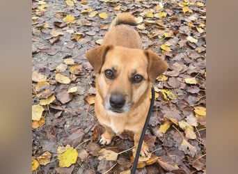 Gilbert ein kleiner freundlicher