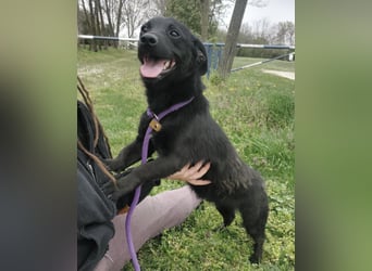 Elowen ein schwarzer Sonnenschein