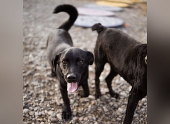 Ivan ein perfekter kleiner Familienhund