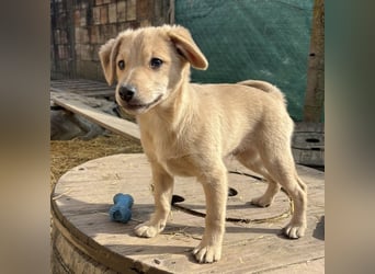 Lin ein verspielter freundlicher