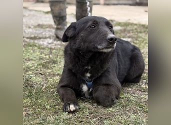 Pelle ein super lieber Hundebub