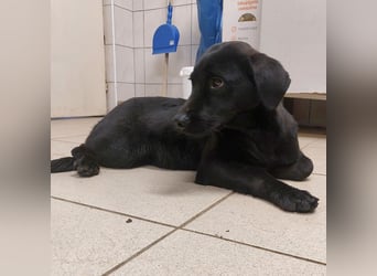 Niko ein schüchterner Schatz