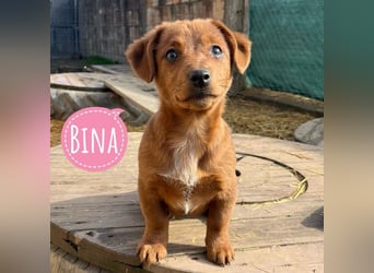 Bina ein freundliches Hundemädchen