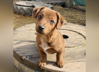 Bina ein freundliches Hundemädchen