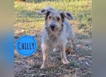 Chilly ein winziger Schatz