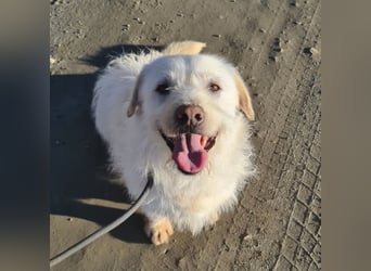 Furby ein kleiner weißer Engel