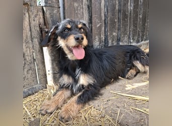 Dolly ein kleines Welpenmädchen