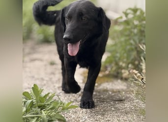 Sony ein absoluter Familienhund