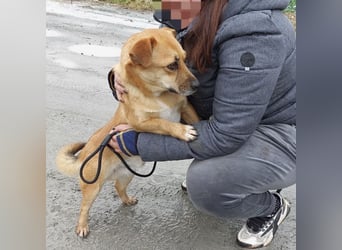 Gilbert ein kleiner freundlicher