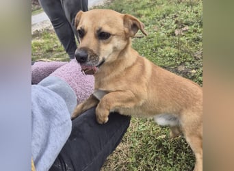 Gilbert ein kleiner freundlicher