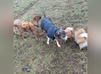 Dunna ein Engel auf vier Pfoten