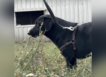 Brut ein kleiner Traumhund Brut ein kleiner Traumhund