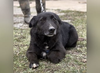 Pelle ein super lieber Hundebub