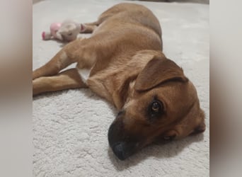 Dunna ein Engel auf vier Pfoten