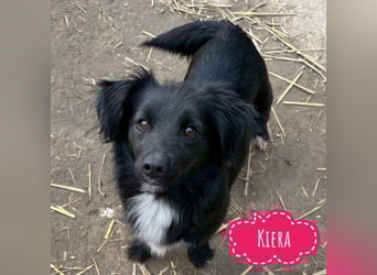 Kiera eine liebevolle winzige Hündin