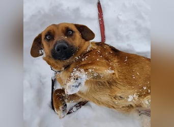Dunna ein Engel auf vier Pfoten