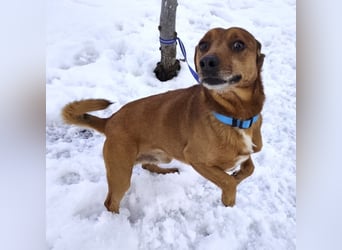 Moon ein super freundlicher Hundebub