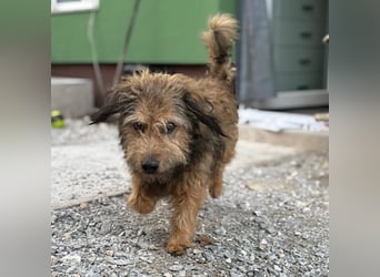 Pepco ein wundervoller Begleiter fürs Leben