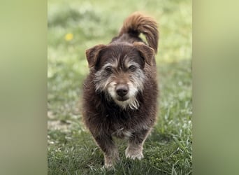 Labubu - sucht seinen Seelen-Mensch