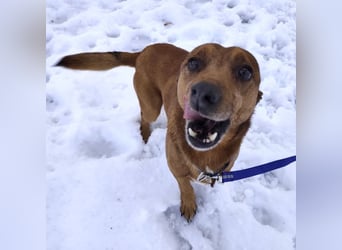 Moon ein super freundlicher Hundebub