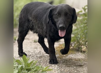 Sony ein absoluter Familienhund