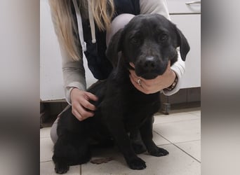 Niko ein schüchterner Schatz