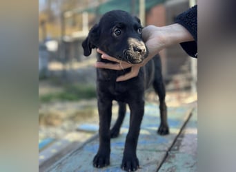 Jody ein winziges Welpenmädchen