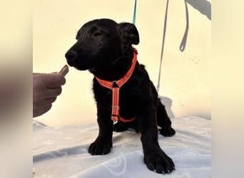 Buli ein Welpe zum Knuddeln