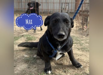 Max ein kleiner Engel Max ein kleiner Engel