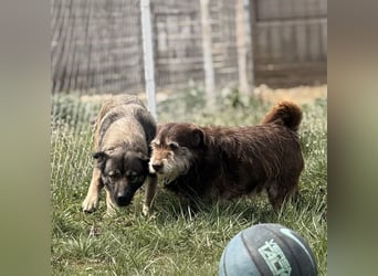 Labubu - sucht seinen Seelen-Mensch