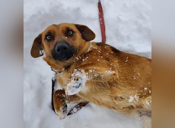 Dunna eine freundliche kleine Hündin