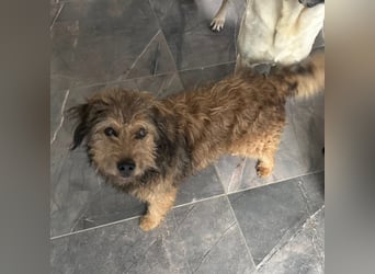 Pepco ein wundervoller Begleiter fürs Leben