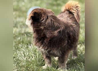 Labubu - sucht seinen Seelen-Mensch