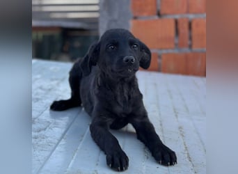 Jody ein winziges Welpenmädchen