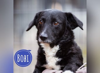 Bobi ein sanfter ruhiger Hundebub