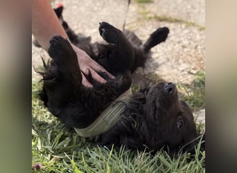 Mile ein besonderer Schatz